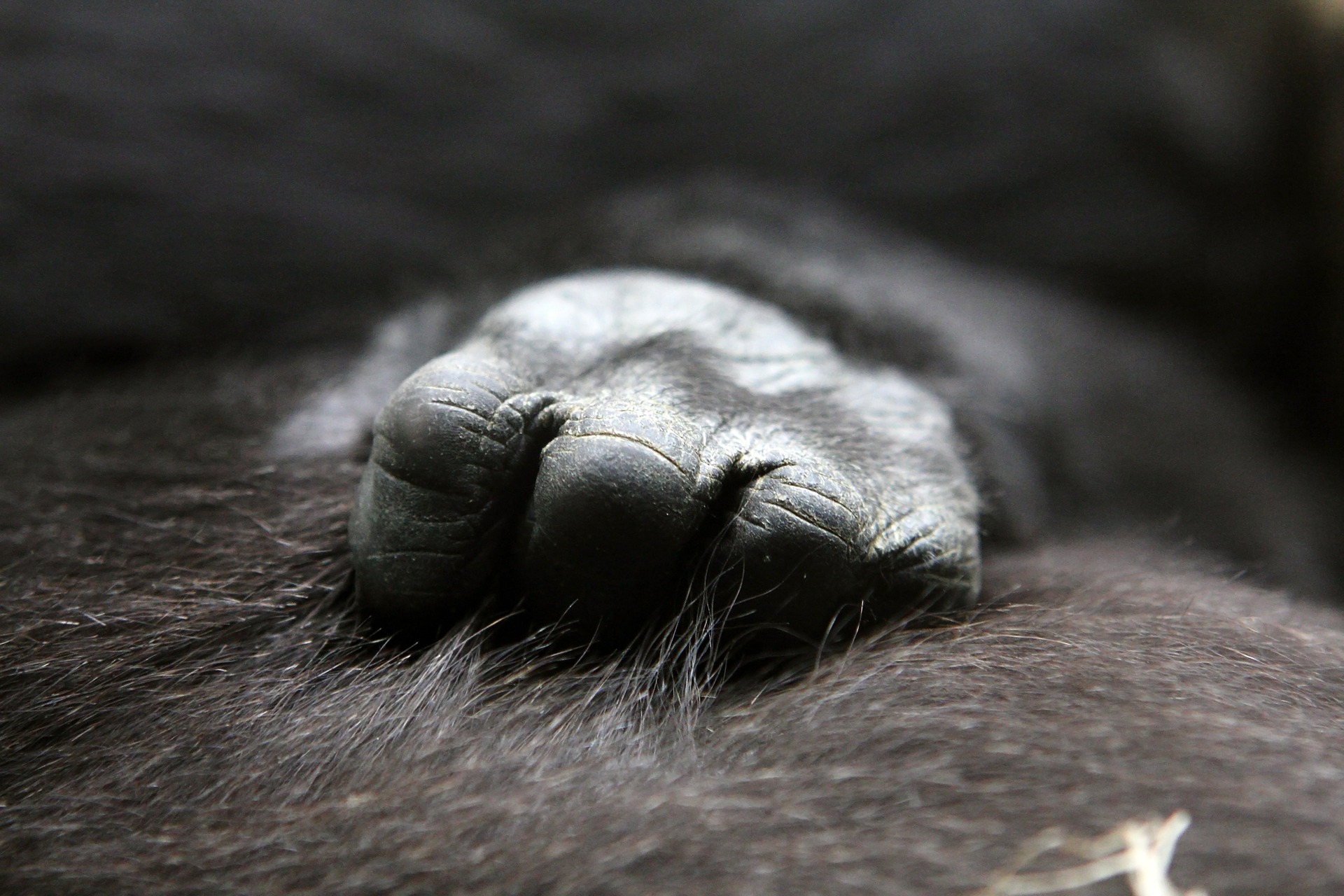 Gorilla Hand